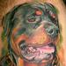 tattoo galleries/ - Rottweiler portrait